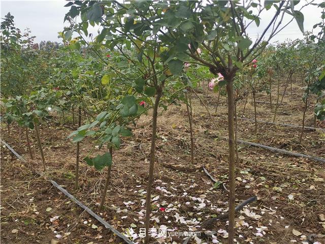 小高桿月季樹，小青桿月季批發(fā)(圖3)