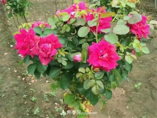 小高桿月季樹，小青桿月季批發(fā)(圖4)
