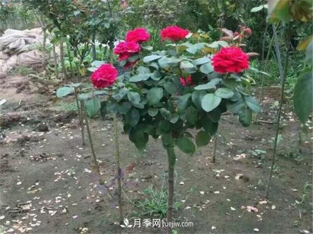 小高桿月季樹，小青桿月季批發(fā)(圖5)
