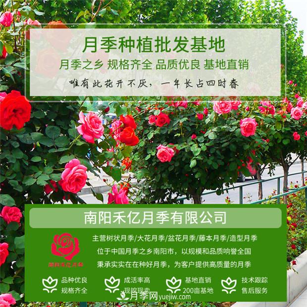 批發(fā)南陽月季，就選擇南陽禾億月季基地，放心(圖1)