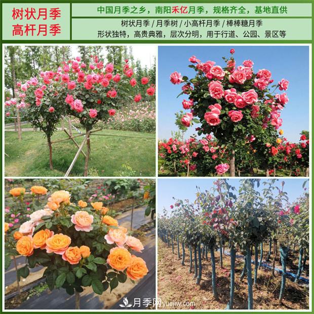 批發(fā)南陽月季，就選擇南陽禾億月季基地，放心(圖2)