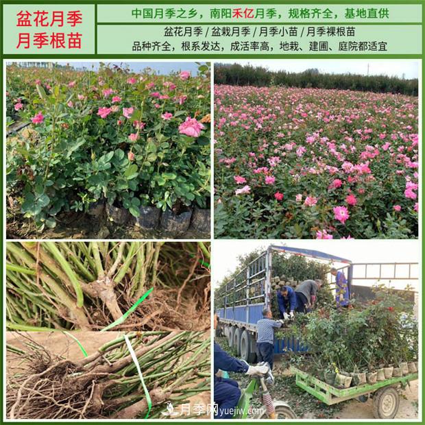批發(fā)南陽月季，就選擇南陽禾億月季基地，放心(圖5)