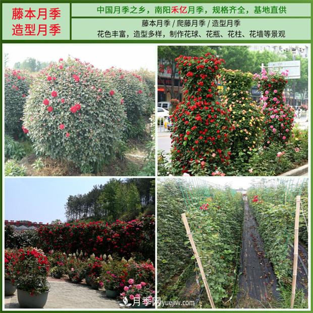 批發(fā)南陽月季，就選擇南陽禾億月季基地，放心(圖4)