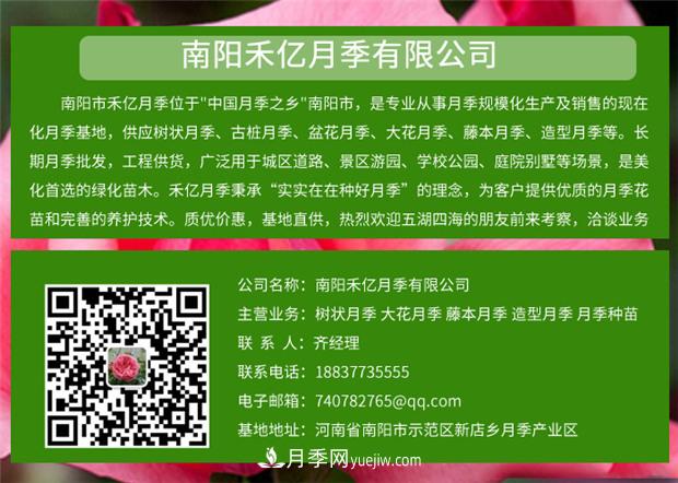 批發(fā)南陽月季，就選擇南陽禾億月季基地，放心(圖6)