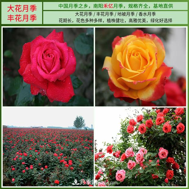 批發(fā)南陽月季，就選擇南陽禾億月季基地，放心(圖3)