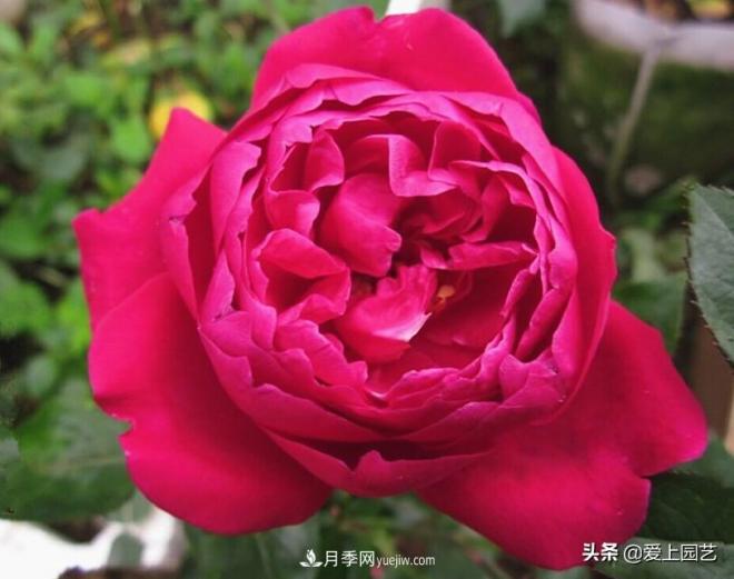 4種款又香又美，還好吃的月季花品種(圖1)