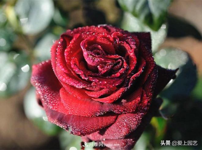 4種款又香又美，還好吃的月季花品種(圖2)