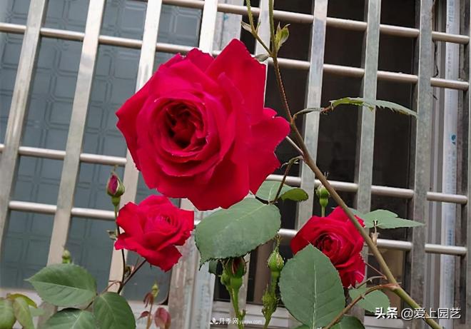 4種款又香又美，還好吃的月季花品種(圖3)