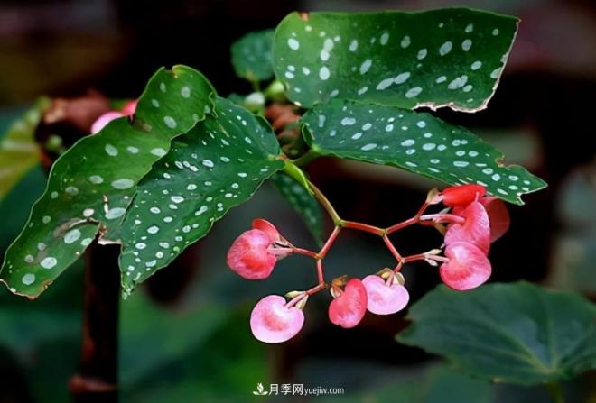 網(wǎng)紅花卉之鱒魚秋海棠，葉奇花美，如何進行日常養(yǎng)護(圖1)