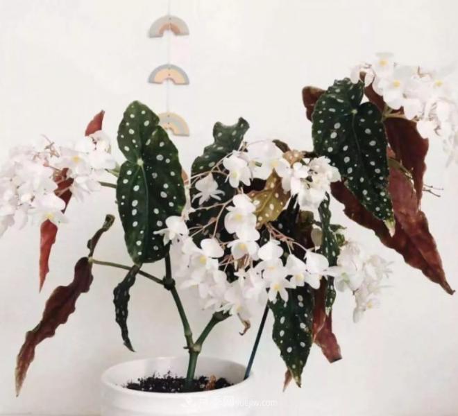 網(wǎng)紅花卉之鱒魚秋海棠，葉奇花美，如何進行日常養(yǎng)護(圖2)