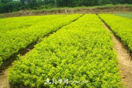 當(dāng)前園林苗木怎樣扭轉(zhuǎn)高成本低利潤局面(圖1)