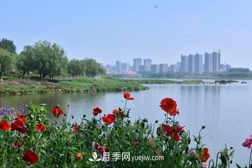 200多種月季花，花卉新品種豐富壽光城市園林色彩(圖2)