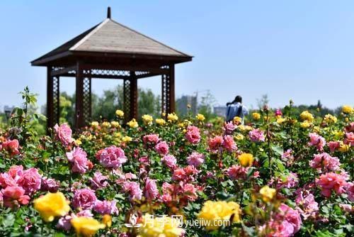 200多種月季花，花卉新品種豐富壽光城市園林色彩(圖3)