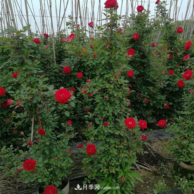 月季老化了，有什么處理方法(圖1)