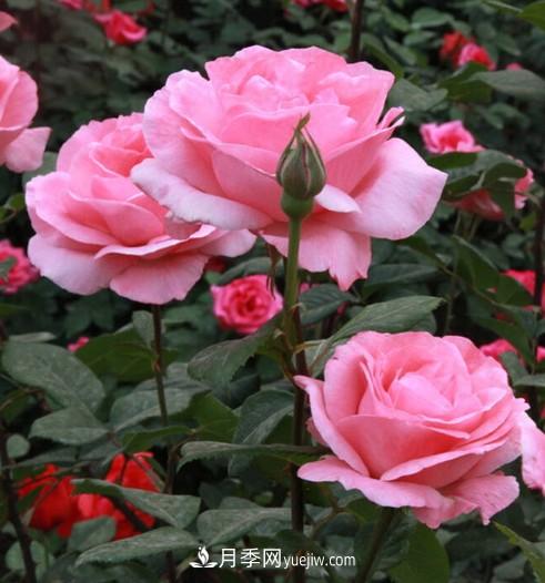 陽(yáng)臺(tái)養(yǎng)殖盆栽月季的方法和注意事項(xiàng)！(圖3)