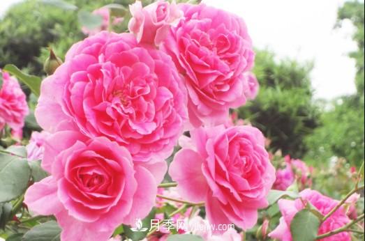 陽(yáng)臺(tái)養(yǎng)殖盆栽月季的方法和注意事項(xiàng)！(圖2)