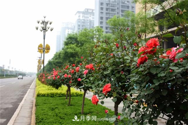 冬季常綠的綠化苗木有哪些？(圖1)