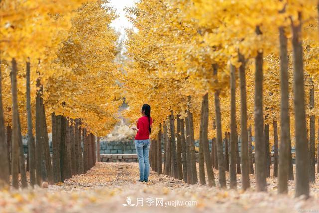 2021綠化苗木行業(yè)兩極分化加劇 你是哪一級？(圖1)
