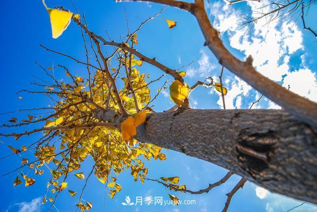 2021綠化苗木行業(yè)兩極分化加劇 你是哪一級？(圖3)
