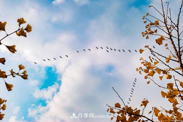 2021綠化苗木行業(yè)兩極分化加劇 你是哪一級？(圖2)