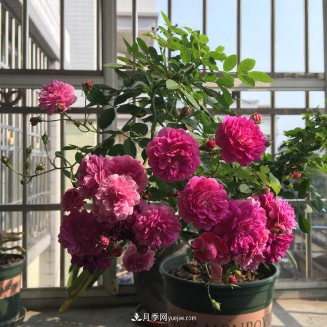 甜蜜馬車月季，花朵又美又香，四季持續(xù)開花，值得擁有(圖2)