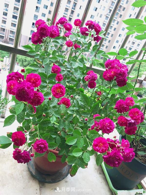 甜蜜馬車月季，花朵又美又香，四季持續(xù)開花，值得擁有(圖4)