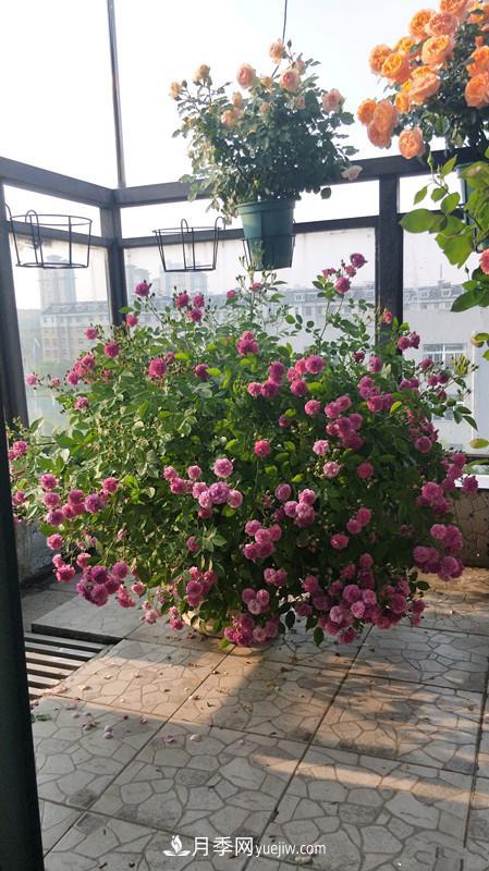 甜蜜馬車月季，花朵又美又香，四季持續(xù)開花，值得擁有(圖3)
