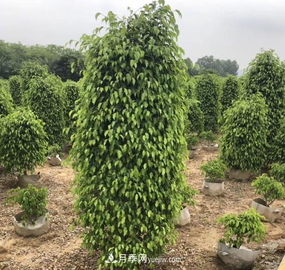 垂葉榕苗木的養(yǎng)護(hù)八要點(diǎn)(圖1)