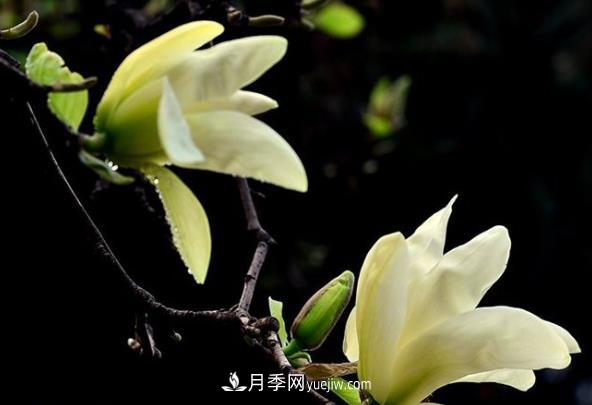 南陽黃玉蘭的繁殖和養(yǎng)護(hù)(圖1)