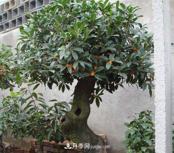 南陽(yáng)四季桂栽培五要點(diǎn)(圖1)