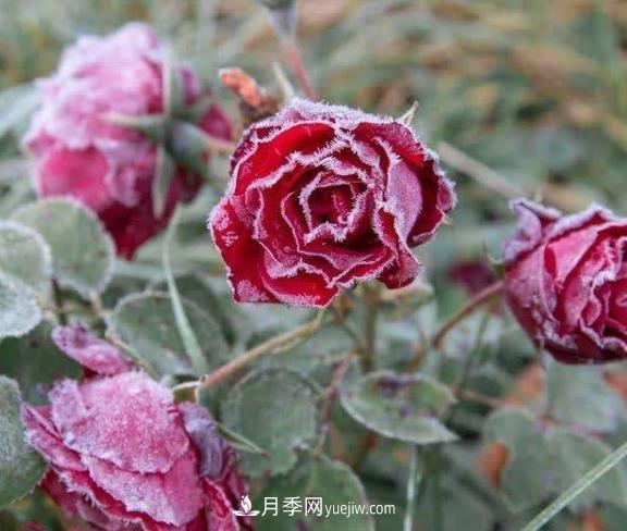 盆栽月季花冬季管理必知，修剪、防凍、防風(fēng)(圖1)