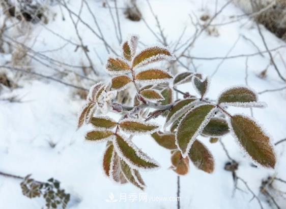盆栽月季花冬季管理必知，修剪、防凍、防風(fēng)(圖2)