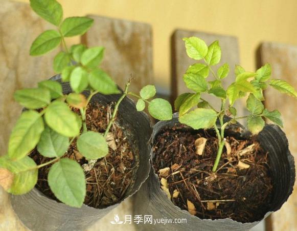月季牙簽苗如何養(yǎng)壯？七招教你種出健康月季花(圖1)