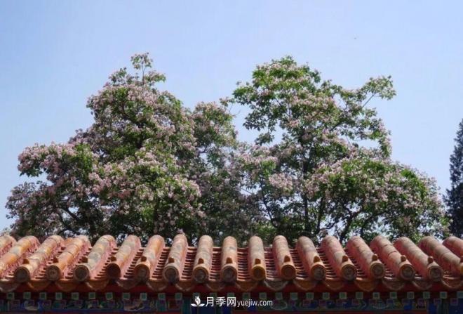2021年楸樹(shù)需求量將爆發(fā)式增長(zhǎng)，苗木人可占據(jù)商機(jī)(圖3)