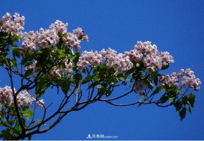 2021年楸樹(shù)需求量將爆發(fā)式增長(zhǎng)，苗木人可占據(jù)商機(jī)(圖4)
