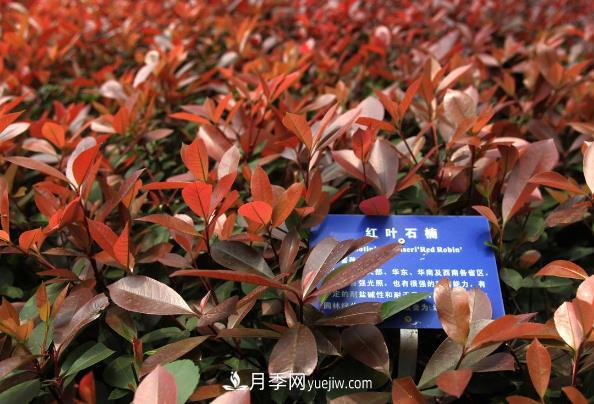 南陽紅葉石楠，多元造型與養(yǎng)護(hù)，低端苗木玩出高大上(圖1)