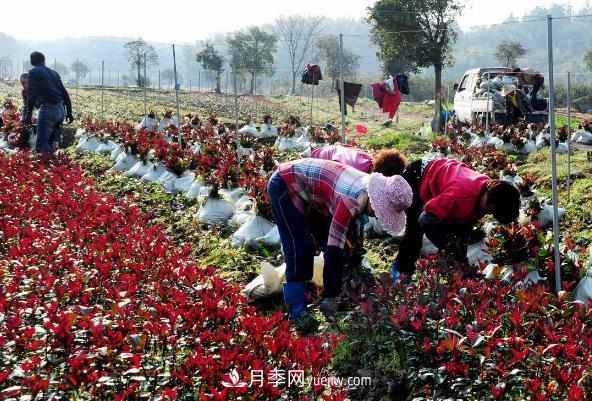 南陽紅葉石楠，多元造型與養(yǎng)護(hù)，低端苗木玩出高大上(圖2)