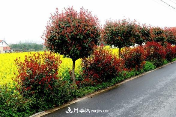 南陽紅葉石楠，多元造型與養(yǎng)護(hù)，低端苗木玩出高大上(圖3)