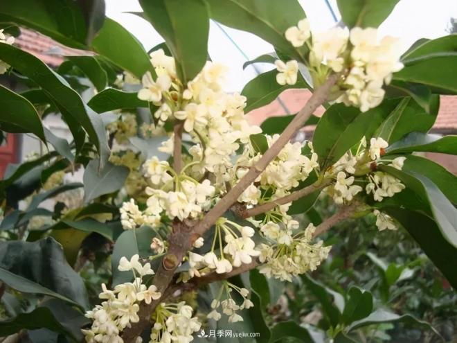 南陽桂花多達45個品種，漲知識了(圖1)