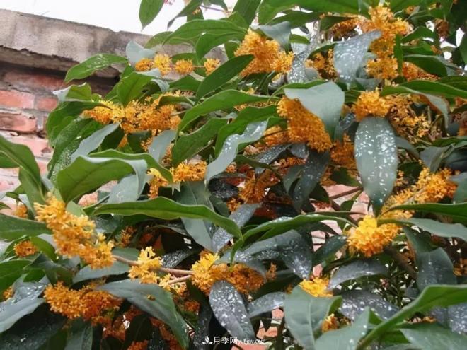 南陽桂花多達45個品種，漲知識了(圖2)