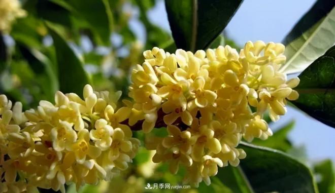 南陽桂花多達45個品種，漲知識了(圖3)