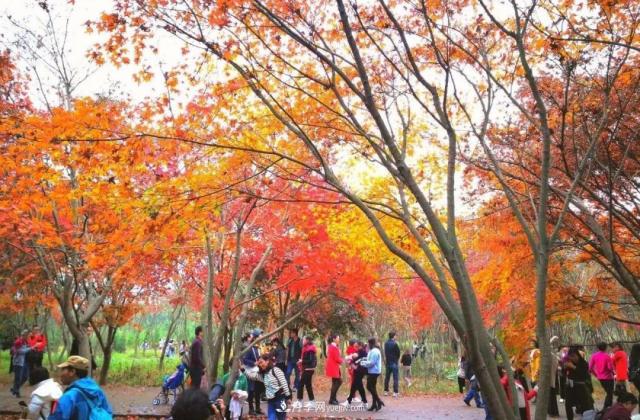 2020年火爆的叢生樹(shù)，2021年還會(huì)火下去嗎？(圖4)