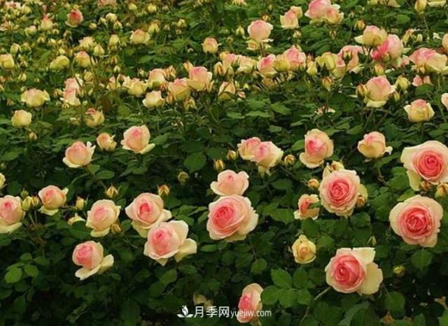 藤本月季有“2件傻事”不要做，否則明年花量“少1半”(圖3)