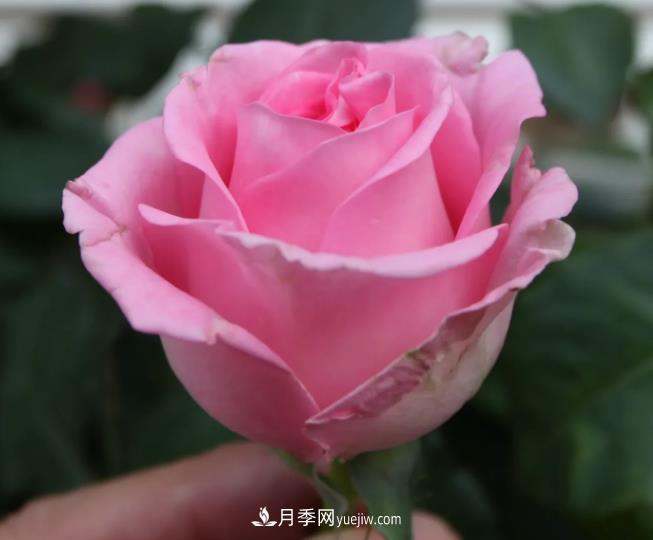 蘇醒月季，適合南方夏天的切花月季品種(圖2)