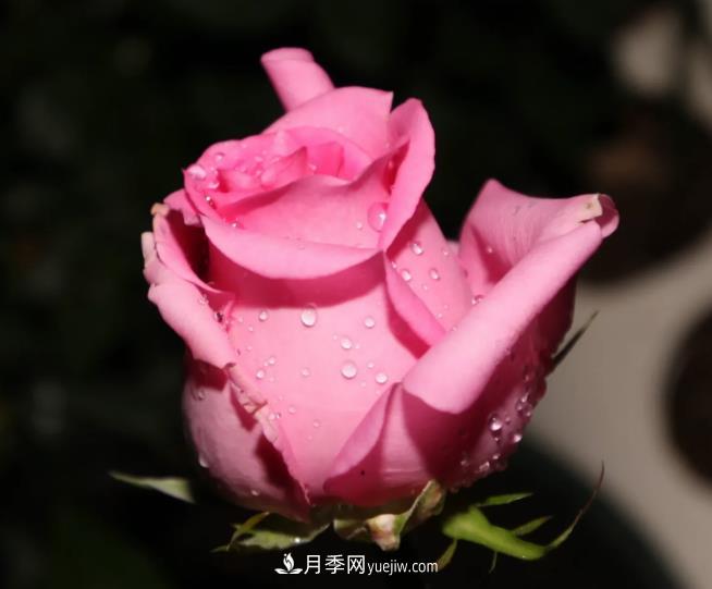 蘇醒月季，適合南方夏天的切花月季品種(圖3)