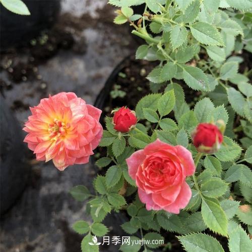 喜歡捉迷藏，但是容易暴露的“法國(guó)小姐月季”(圖1)