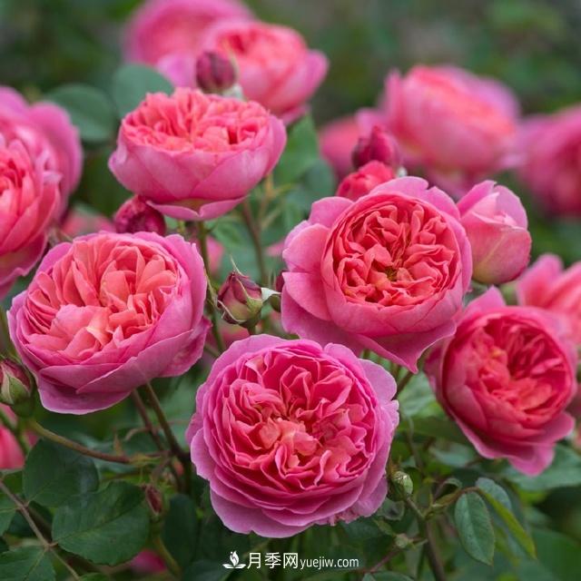 熱銷的8種灌木月季品種，沒養(yǎng)的都后悔了(圖1)