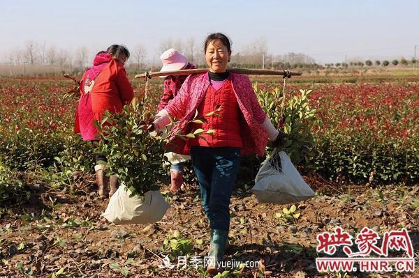 信陽(yáng)潢川：萊新苗木基地輻射帶貧 幫助百姓就地挖金(圖2)