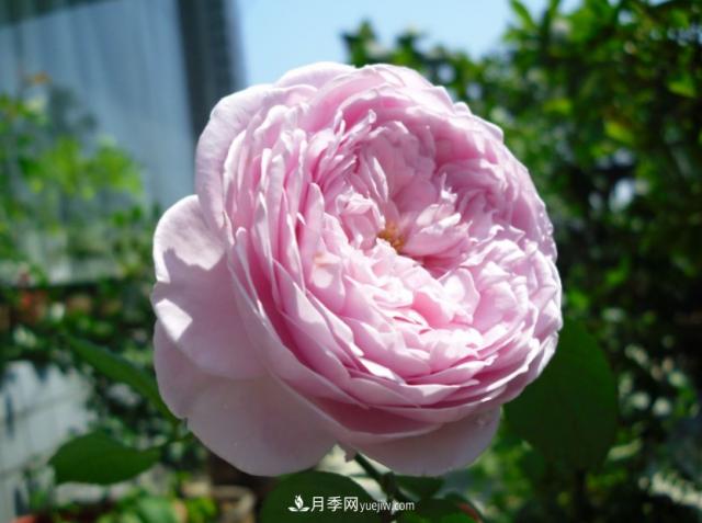歐月月季種一棵長(zhǎng)一片，陽(yáng)臺(tái)庭院都能養(yǎng)，見過(guò)的人都喜歡(圖1)