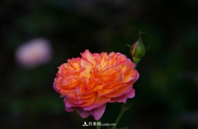 歐月月季種一棵長(zhǎng)一片，陽(yáng)臺(tái)庭院都能養(yǎng)，見過(guò)的人都喜歡(圖2)